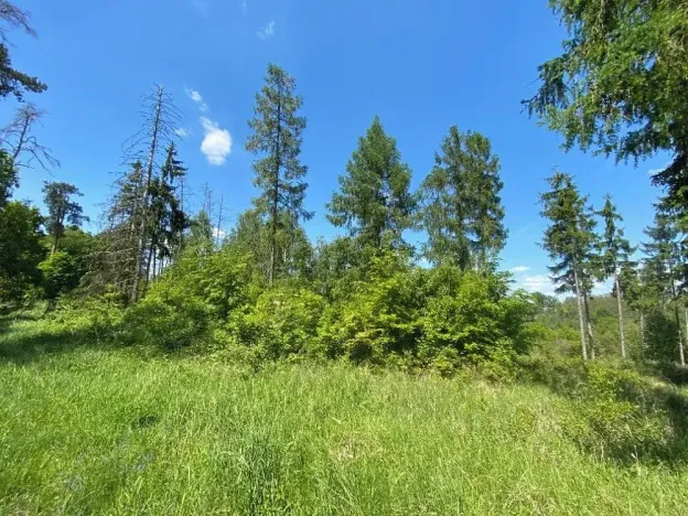 Prodej lesa, Kropáčova Vrutice, 15167 m2