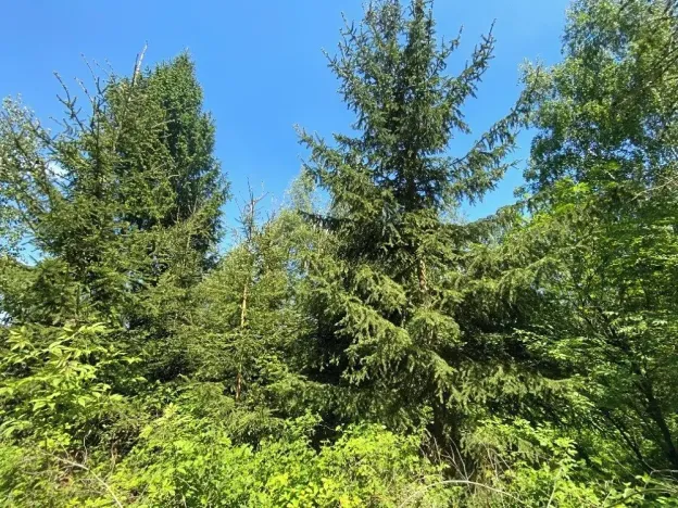 Prodej lesa, Kropáčova Vrutice, 15167 m2