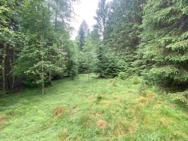 Dražba louky, Krásná, 10460 m2