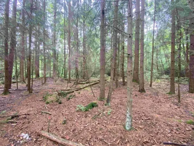 Dražba louky, Krásná, 10460 m2