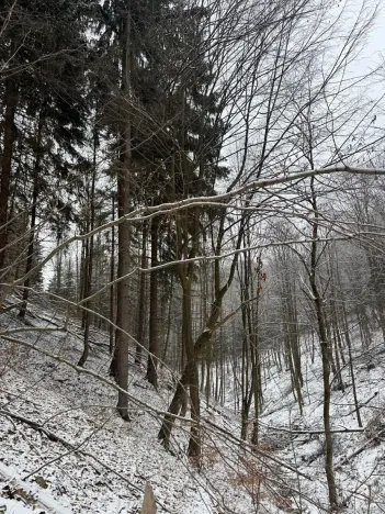 Prodej lesa, Janová, 7449 m2