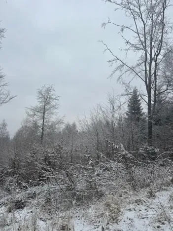 Prodej lesa, Janová, 7449 m2