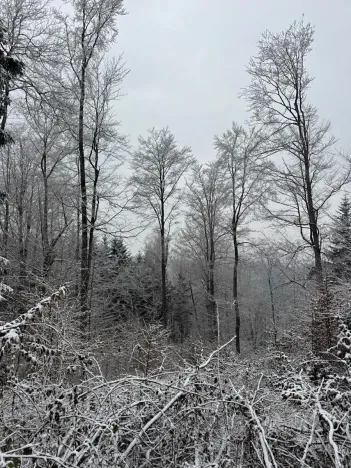 Prodej lesa, Janová, 7449 m2