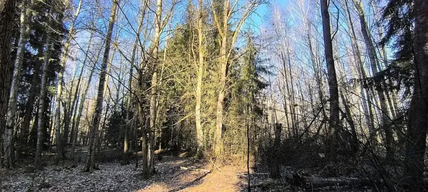 Prodej lesa, Františkovy Lázně, Jezerní, 2956 m2