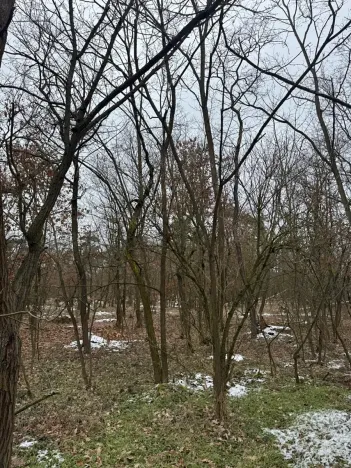 Prodej podílu lesa, Černěves, 9239 m2