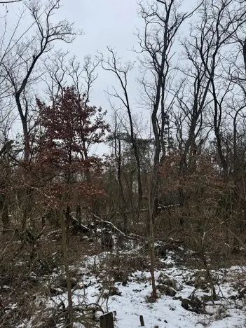 Prodej podílu lesa, Černěves, 9239 m2