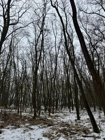 Prodej podílu lesa, Černěves, 9239 m2