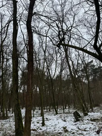 Prodej podílu lesa, Černěves, 9239 m2