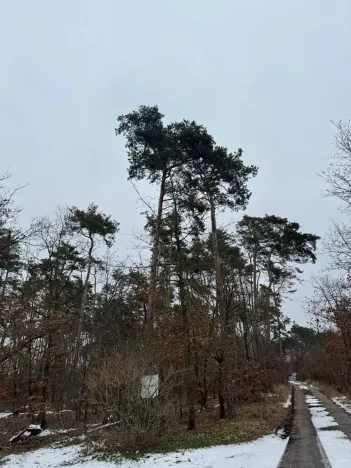 Prodej podílu lesa, Černěves, 9239 m2