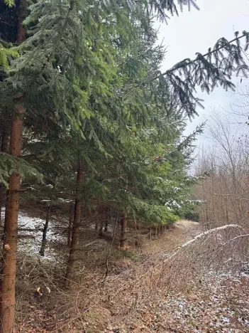 Prodej lesa, Lutonina, 18019 m2