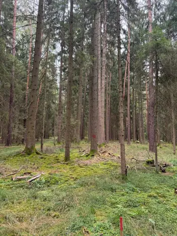 Prodej podílu lesa, Ledenice, 2894 m2