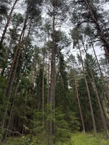 Prodej podílu lesa, Ledenice, 2894 m2