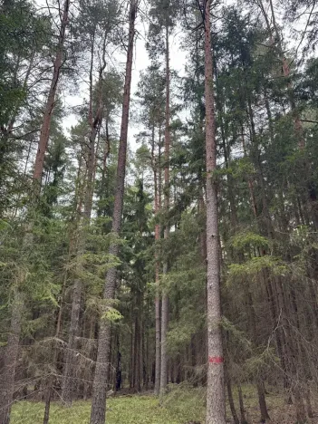 Prodej podílu lesa, Ledenice, 2894 m2