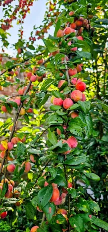 Prodej vícegeneračního domu, Hředle, 398 m2