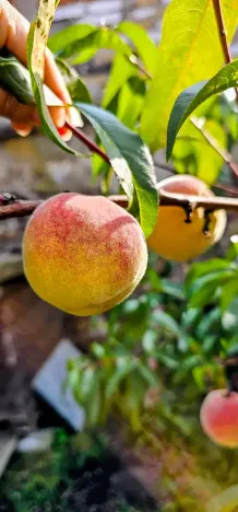 Prodej vícegeneračního domu, Hředle, 398 m2