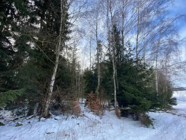 Prodej lesa, Volfířov - Brandlín, 3426 m2