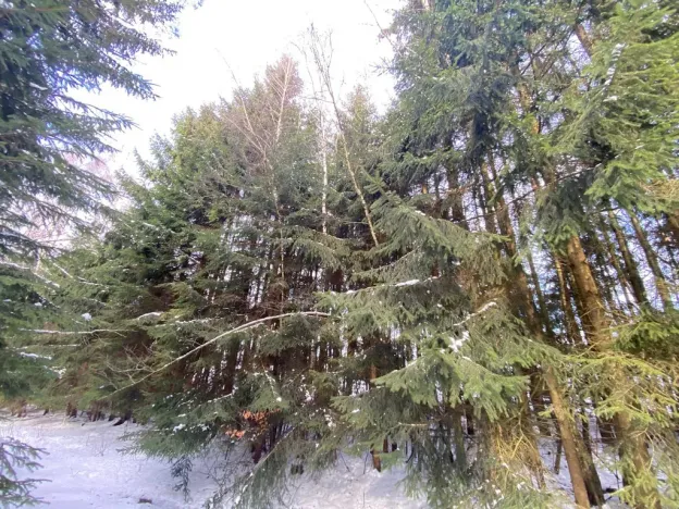 Prodej lesa, Volfířov - Brandlín, 3426 m2