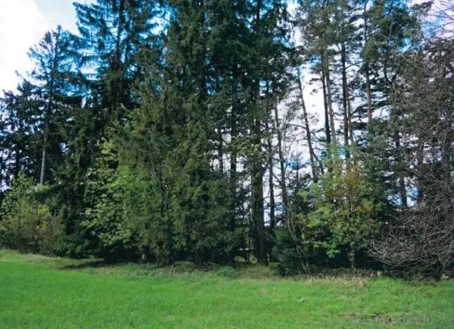 Prodej lesa, Nová Bystřice, 3201 m2