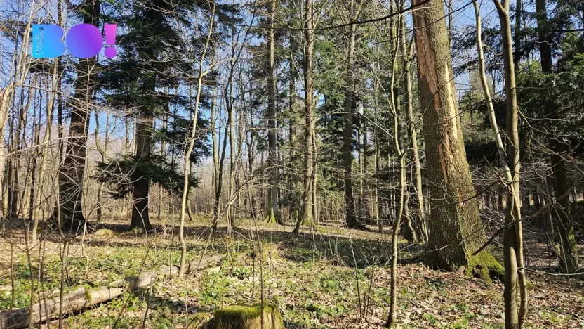 Prodej lesa, Rybí, 55558 m2