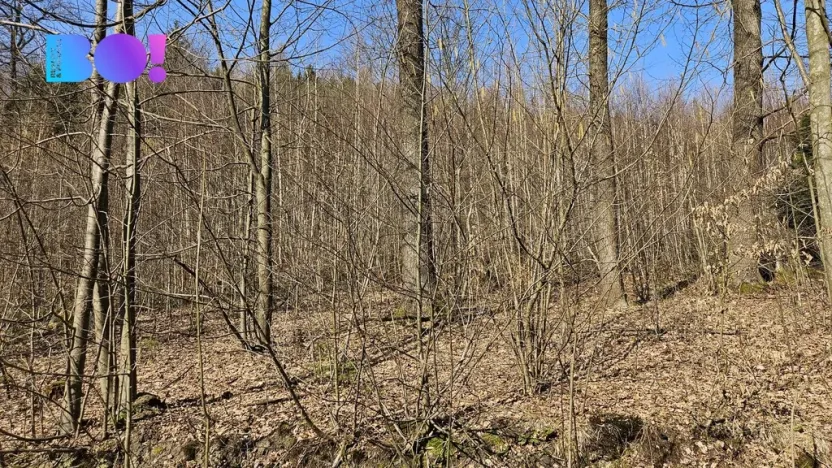 Prodej lesa, Rybí, 55558 m2