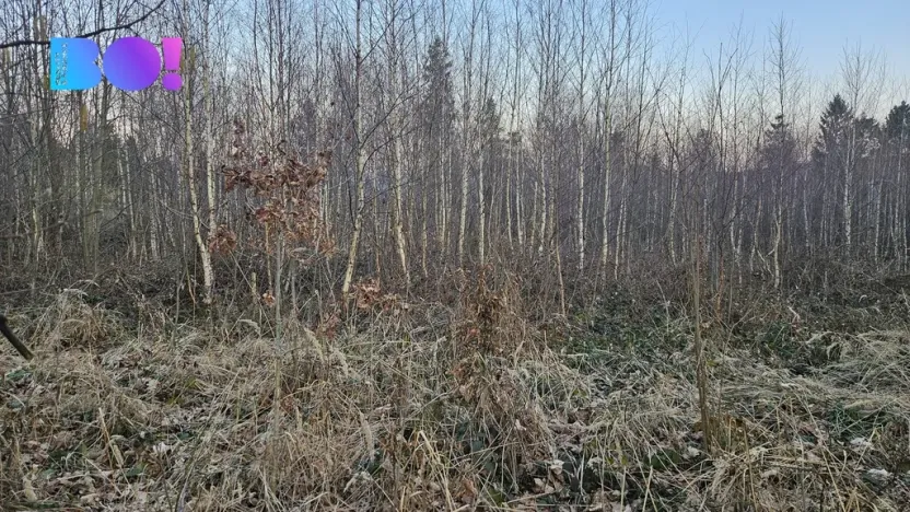 Prodej lesa, Rybí, 55558 m2