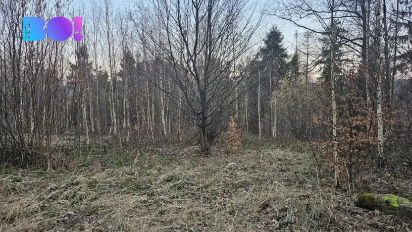 Prodej lesa, Rybí, 55558 m2