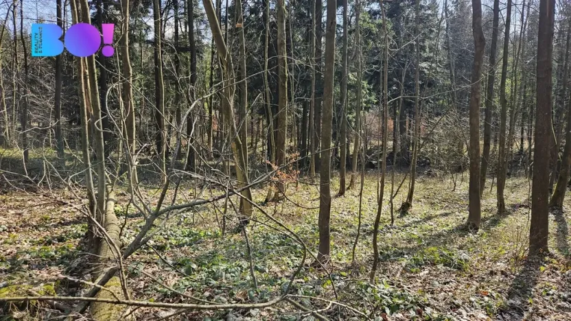 Prodej lesa, Rybí, 55558 m2