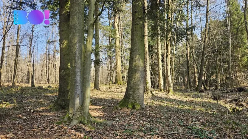 Prodej lesa, Rybí, 55558 m2