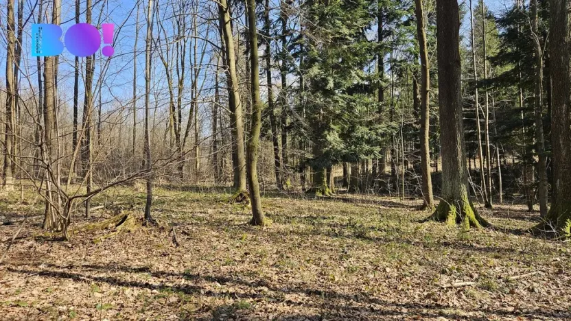 Prodej lesa, Rybí, 55558 m2