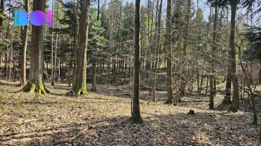 Prodej lesa, Rybí, 55558 m2