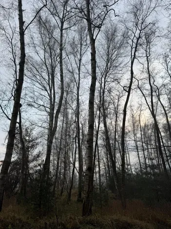 Prodej podílu lesa, Břehy, 1092 m2