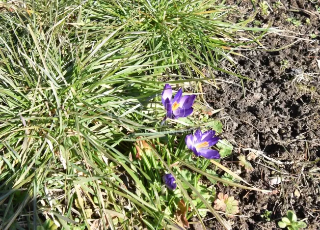 Pronájem zahrady, Praha, 165 m2