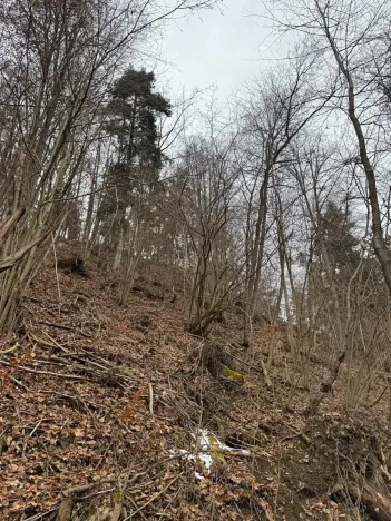 Prodej lesa, Zlatá Koruna, 2337 m2