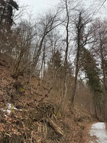 Prodej lesa, Zlatá Koruna, 2337 m2