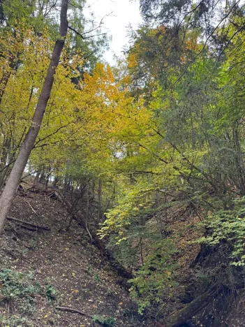 Prodej lesa, Přísečná, 15088 m2