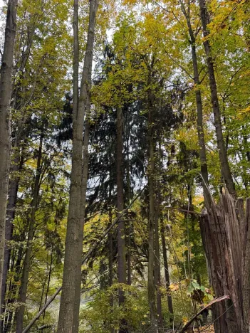 Prodej lesa, Přísečná, 15088 m2