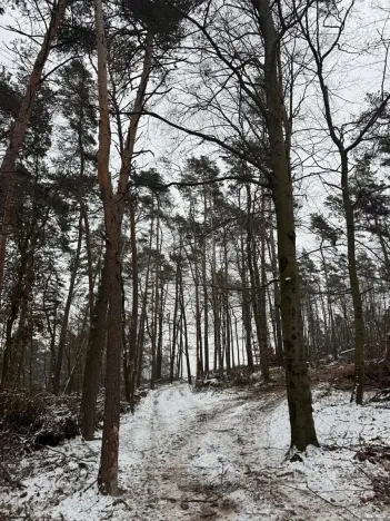 Prodej lesa, Stříbrnice, 2595 m2