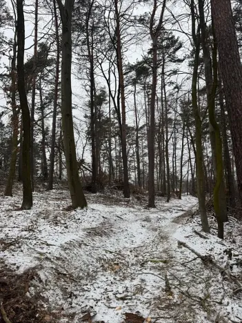 Prodej lesa, Stříbrnice, 2595 m2