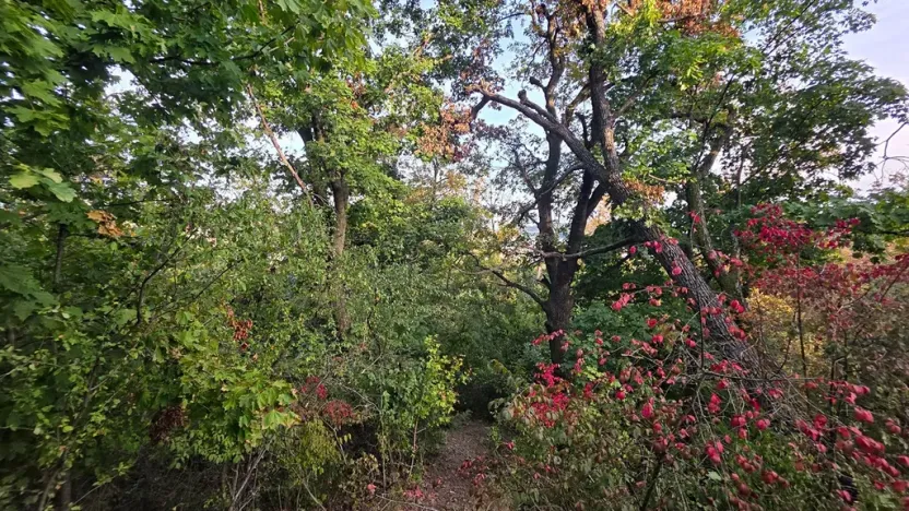 Prodej chaty, Brno, 24 m2