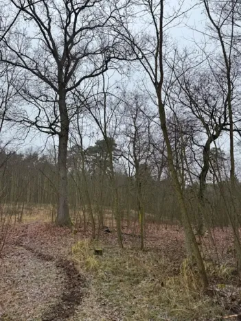 Prodej lesa, Libotenice, 17863 m2