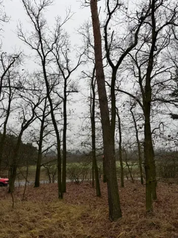 Prodej lesa, Libotenice, 17863 m2