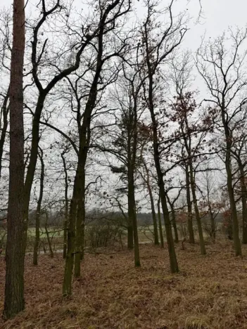 Prodej lesa, Libotenice, 17863 m2