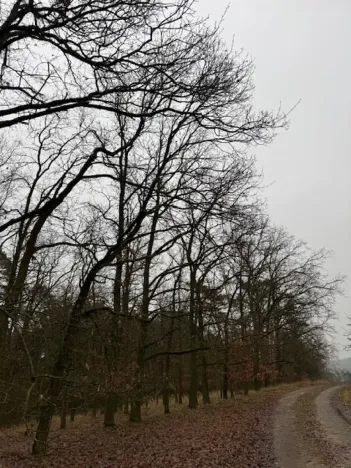 Prodej lesa, Libotenice, 17863 m2