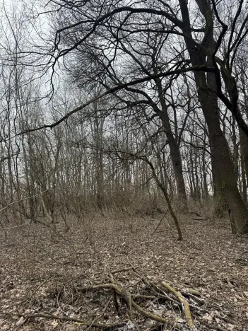 Prodej lesa, Veselí nad Moravou, 2272 m2