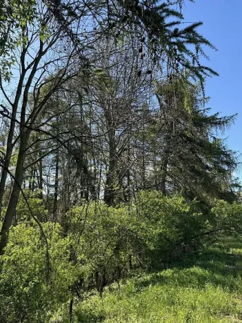 Prodej lesa, Žďárek, 11675 m2