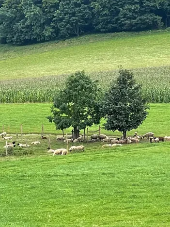 Prodej chalupy, Police nad Metují, 249 m2