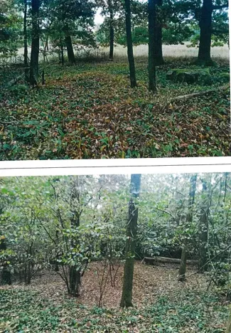 Prodej lesa, Okrouhlá Radouň, 2772 m2