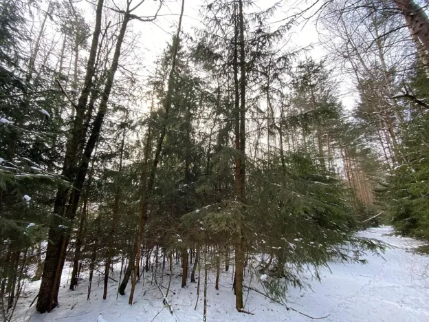 Prodej pozemku, Volfířov - Brandlín, 5958 m2