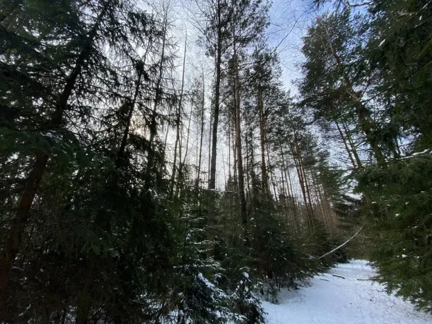 Prodej pozemku, Volfířov - Brandlín, 5958 m2