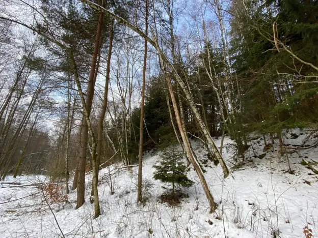 Prodej pozemku, Volfířov - Brandlín, 5958 m2